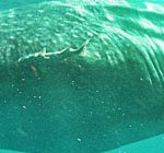 Wie ist Walhai Schnorcheln in Cancún, Mexiko?