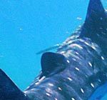 Walhai Tauchen in Mexiko - ein Erfahrungsbericht