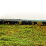 Elefanten im Kaudulla Nationalpark, Sri Lanka als Alternative zu Minneriya.