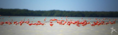 Flamingos im Bioreservat Celestún auf der Halbinsel Yucatan in Mexiko - (copyright: planätive)