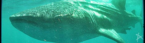 Walhaitauchen vor der Küste Cancúns in Mexio - © Planätive