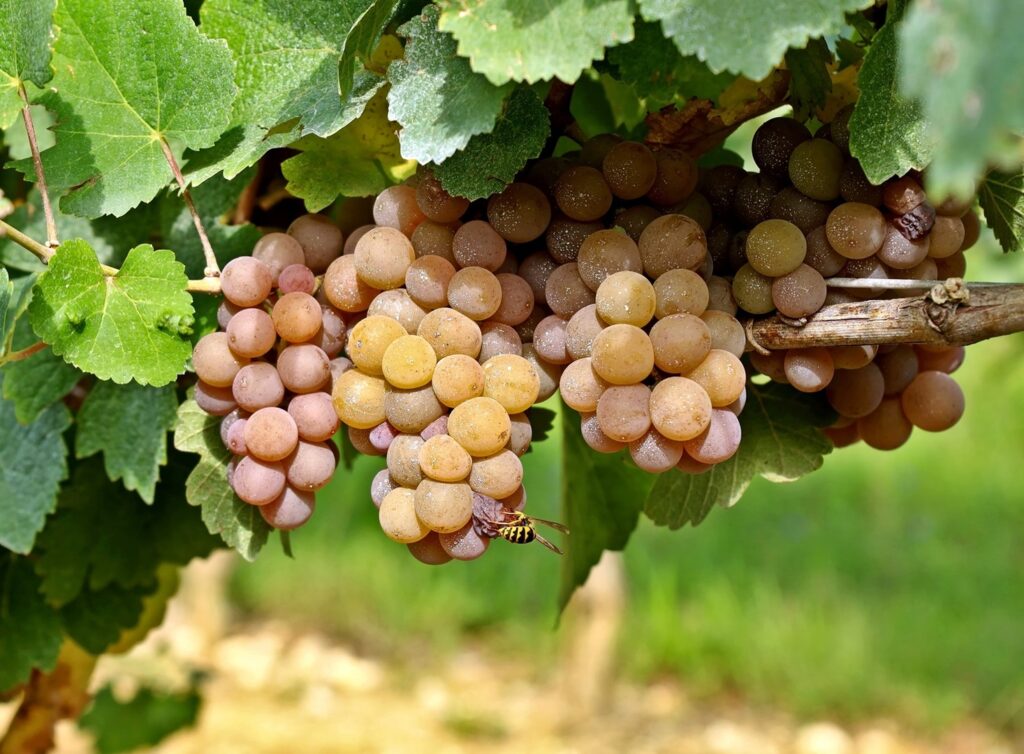 Tolle mineralische Weine in Südtirol, Bild: luca piccini basile/Adobe Stock