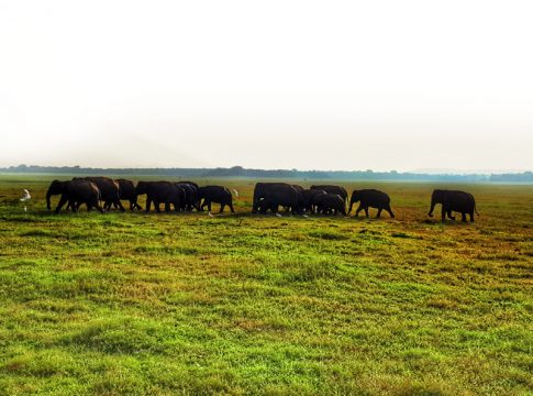 Elefanten im Kaudulla Nationalpark, Sri Lanka als Alternative zu Minneriya.