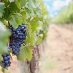 40 Rebsorten, die du beim Wein bestellen in Österreich kennen solltest. Der kleine Weinknigge auf planative.net. Bild von Jill Wellington auf pixabay.com