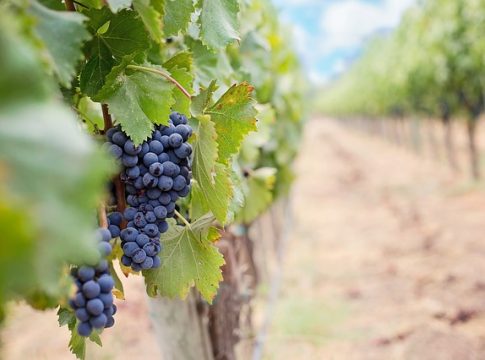 40 Rebsorten, die du beim Wein bestellen in Österreich kennen solltest. Der kleine Weinknigge auf planative.net. Bild von Jill Wellington auf pixabay.com