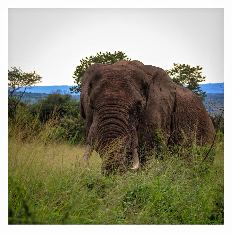 Es gibt kaum bessere Orte als in Ruanda eigenständig freilebenden Wildtieren Afrikas näher zu kommen - Bild: (c) Libredonn