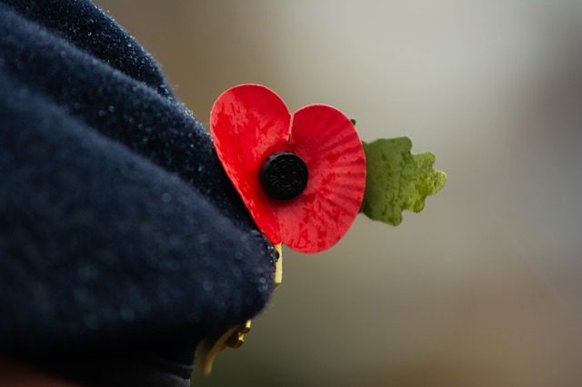 Mohnblume oder Poppy flower als Zeichen in Gedenken an gefallene Soldaten